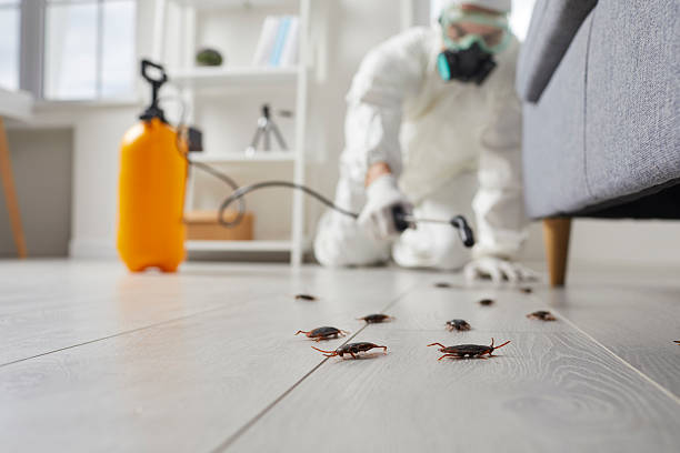 Post-Treatment Bed Bug Interceptor Monitoring in Morrice